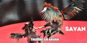 Trường Gà Savan - Địa Điểm Thiên Đường Của Chiến Kê