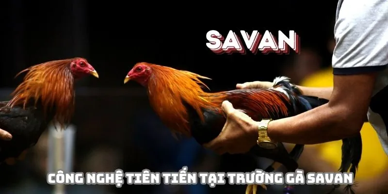 Trường gà Savan tích hợp nhiều công nghệ tiên tiến